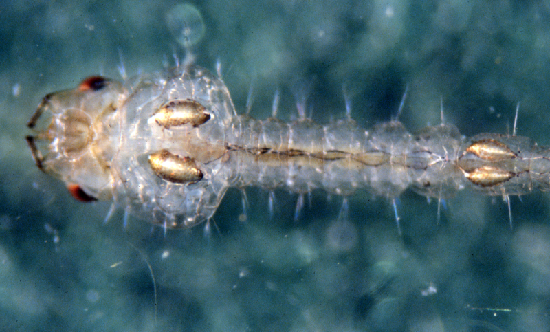 Mochlonyx larva with four air sacs visible, two in front and two in back. Credit: Betsy Leppo